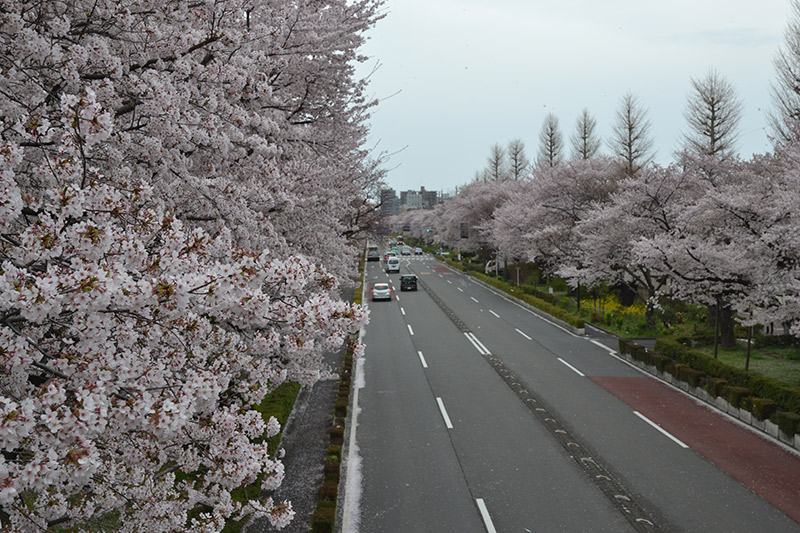 Yellow spring road in japan