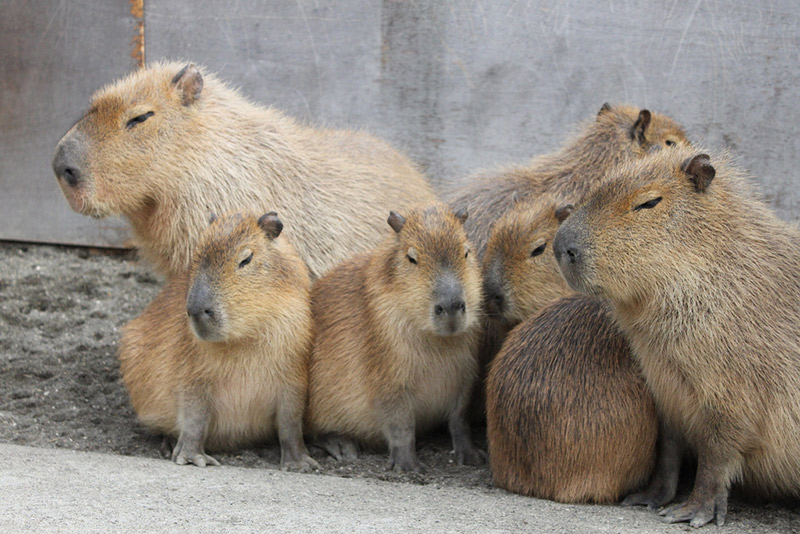 capybaras standing in a group