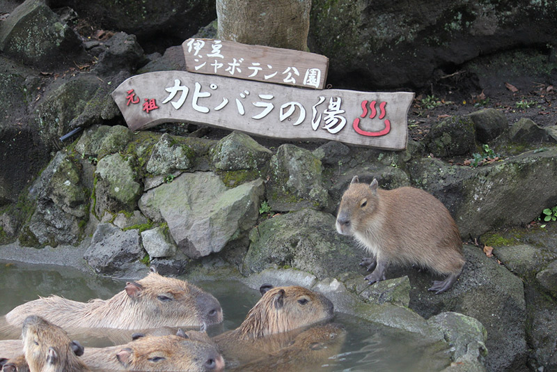 capybara onsen