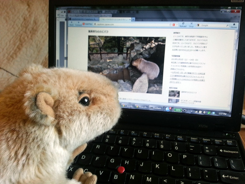 stuffed capybara at a computer