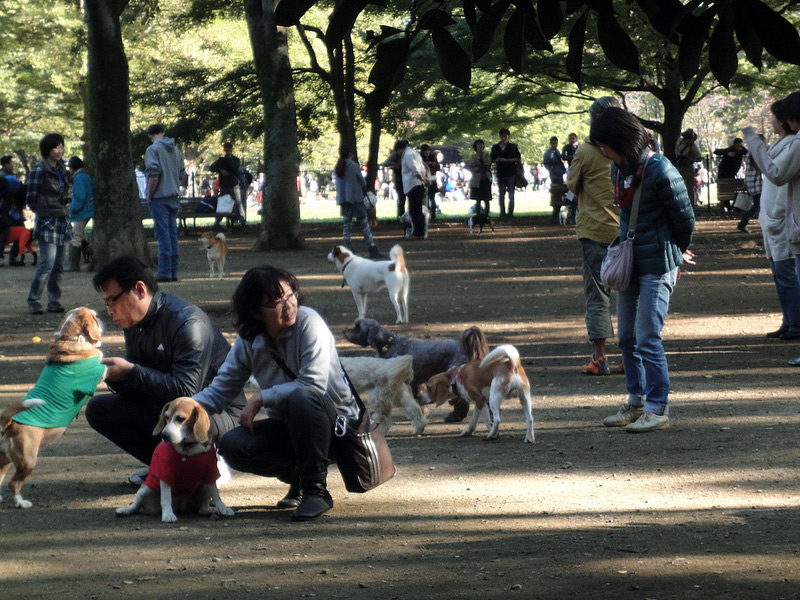 Japanese dogs and owners playing at dog park