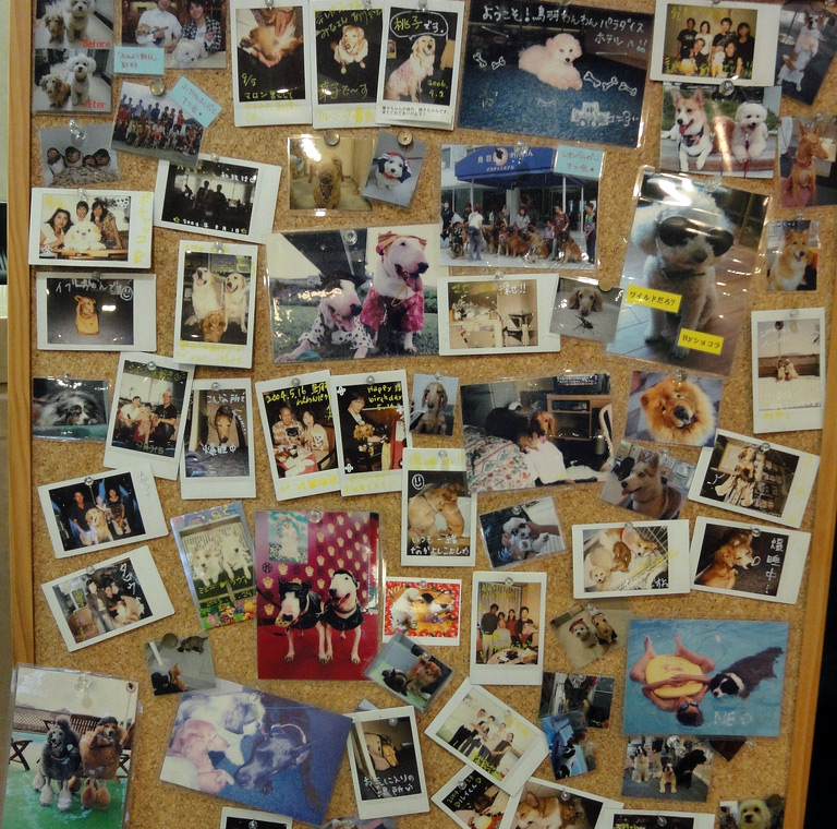 cork board with photographs of dogs pinned on