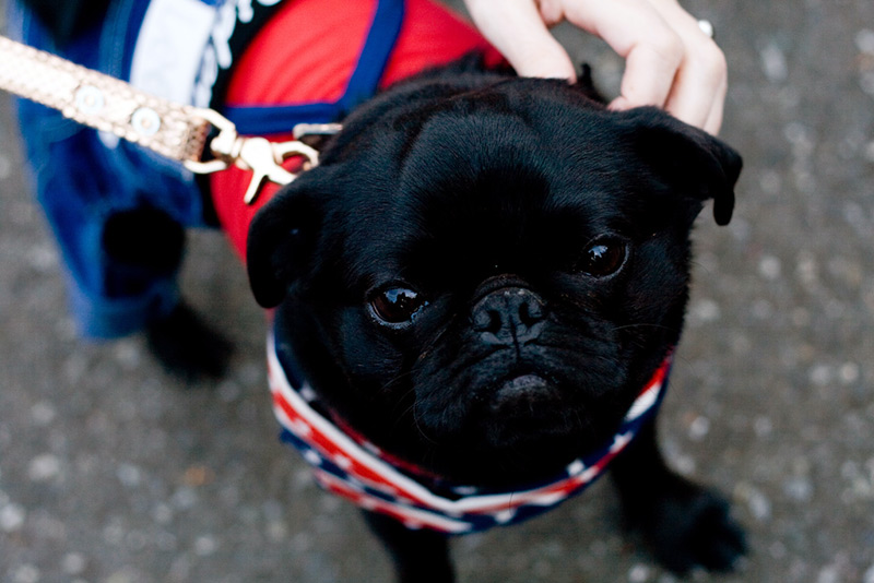 black pug looking at the camera