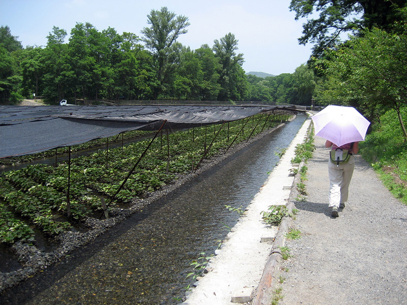 wasabi farm