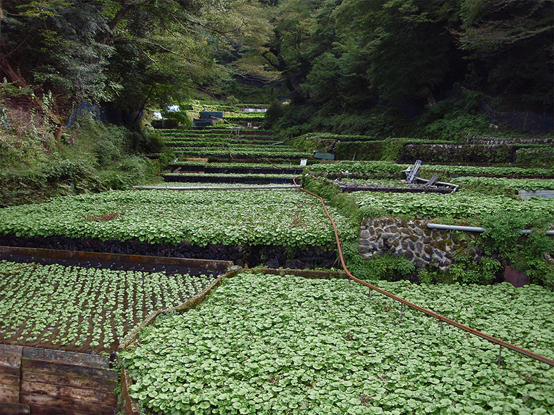 wasabi farm