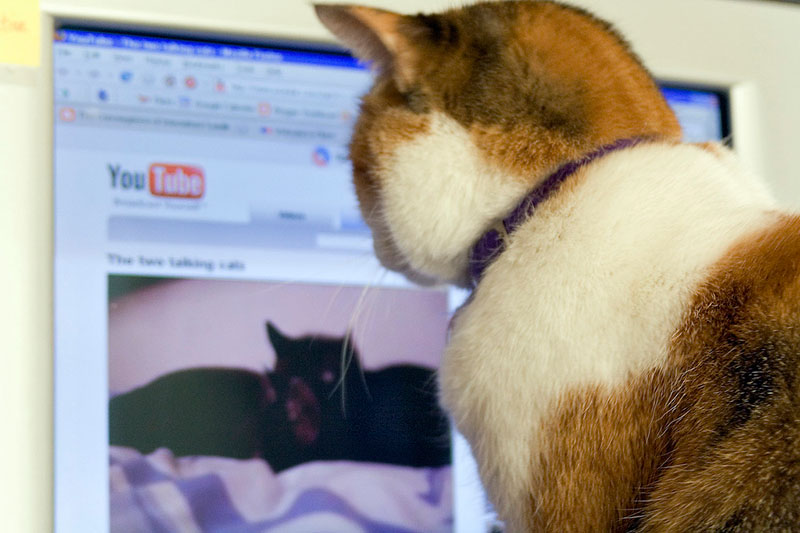 A kawaii brown cat watching cat videos on YouTube