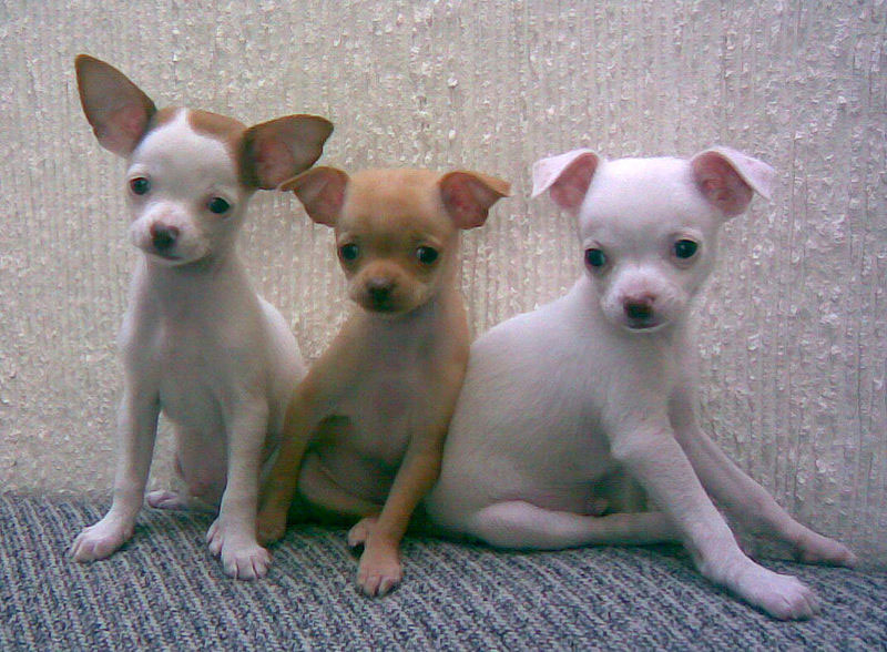 A group of three kawaii Chihuahuas