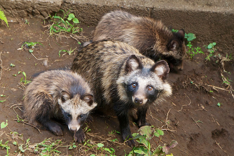 Three Japanese raccoon dogs looking up