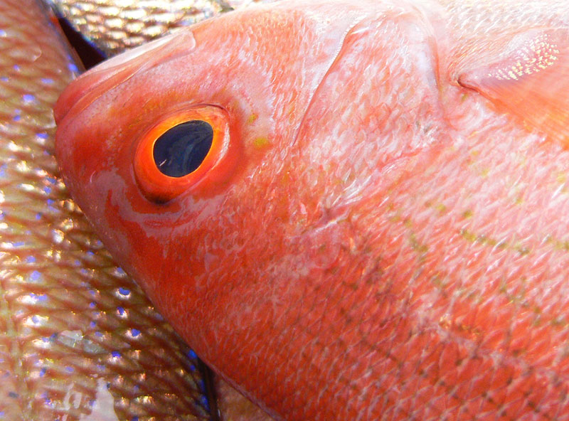 recently caught red snapper on top of other red snapper