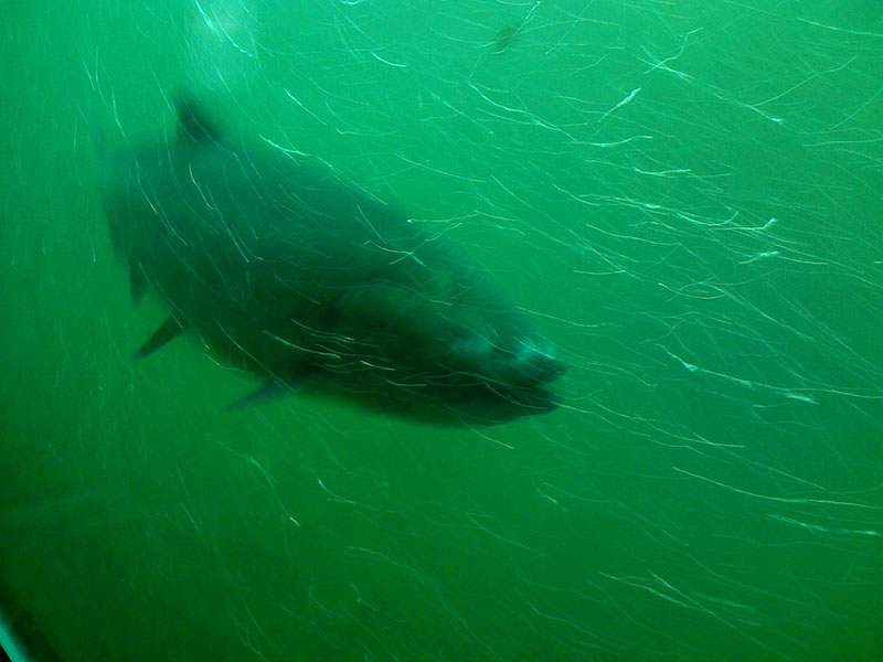wild salmon swimming in ocean toward camera