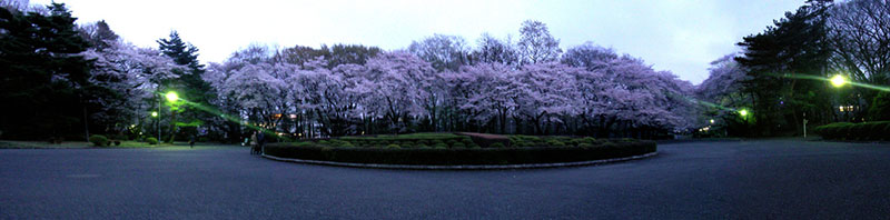 ICU Tokyo cherry blossoms