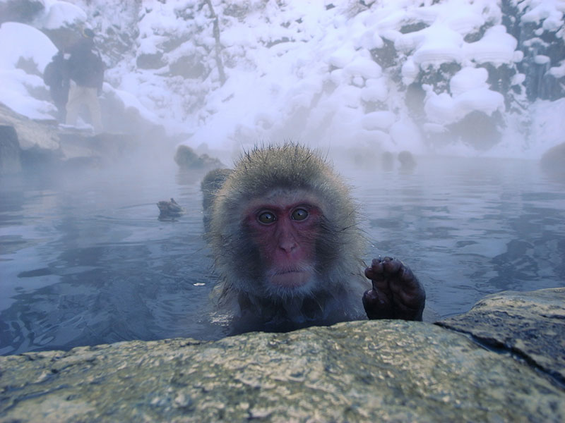 A Japanese snow monkey in Jigokudani