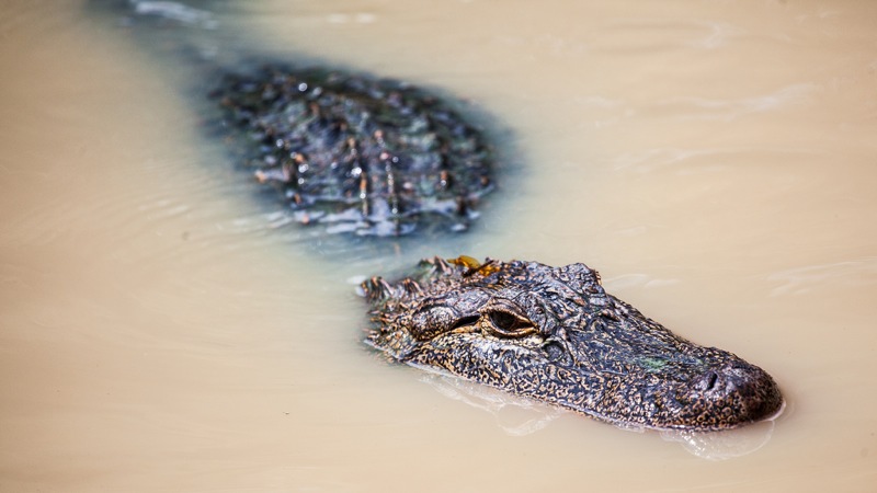 partially submerged alligator