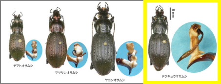 pictures of dokyo beetle