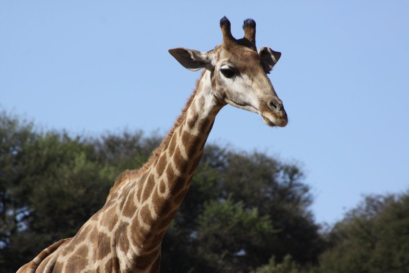 head and neck of a giraffe