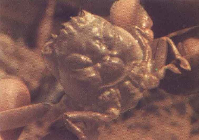 top shell of heike-gani crab