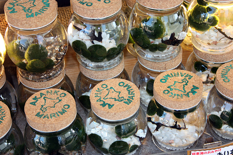 Marimo: The Pet Algae with a Suggestive Mascot