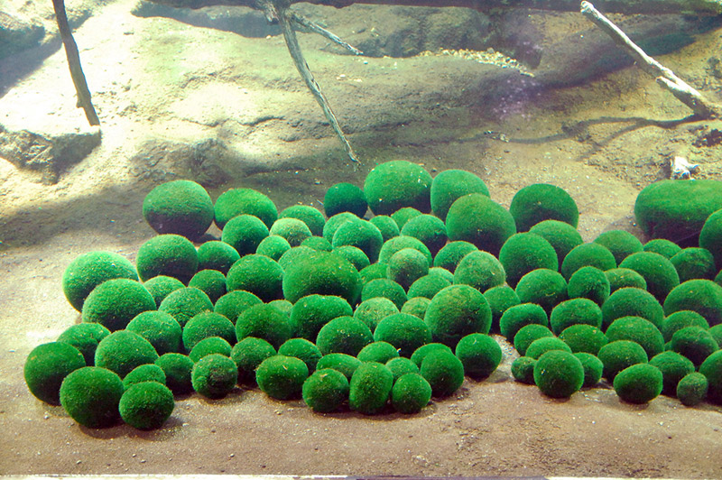 Plants: Marimo alga giapponese