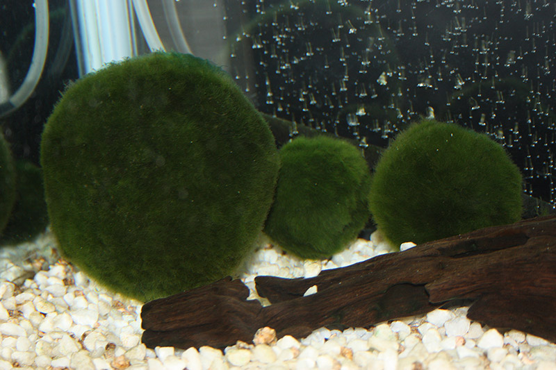 three japanese algae ball pets