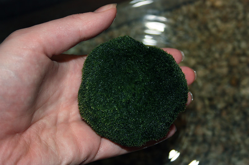marimo in a hand
