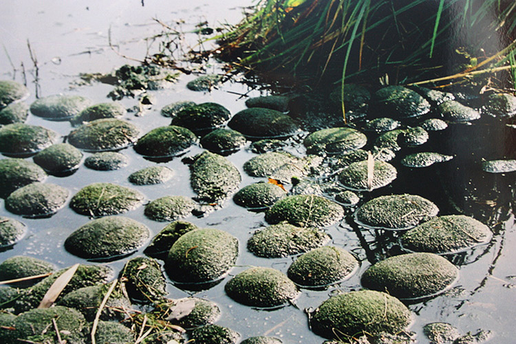 Marimo Moss Balls Real Living plants: Authentic from Japan