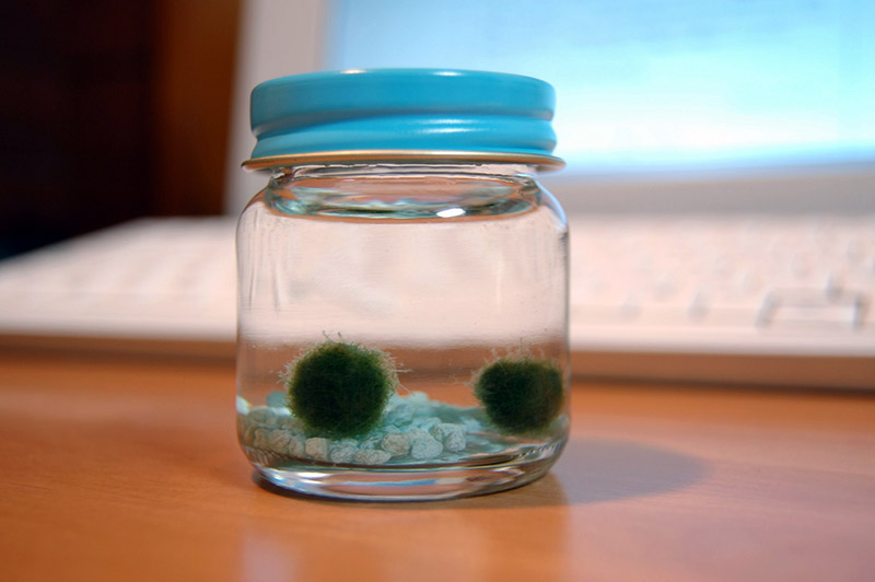 algae balls floating in a jar