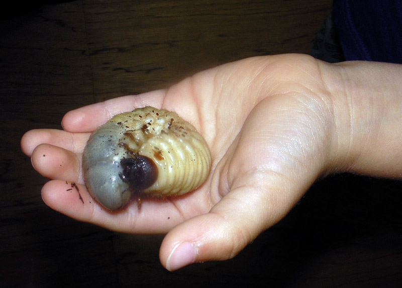 A person holding larvae of a rhino beetle