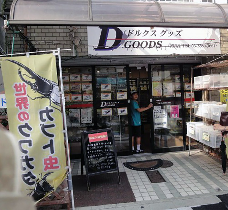 A small shop selling beetles in Japan