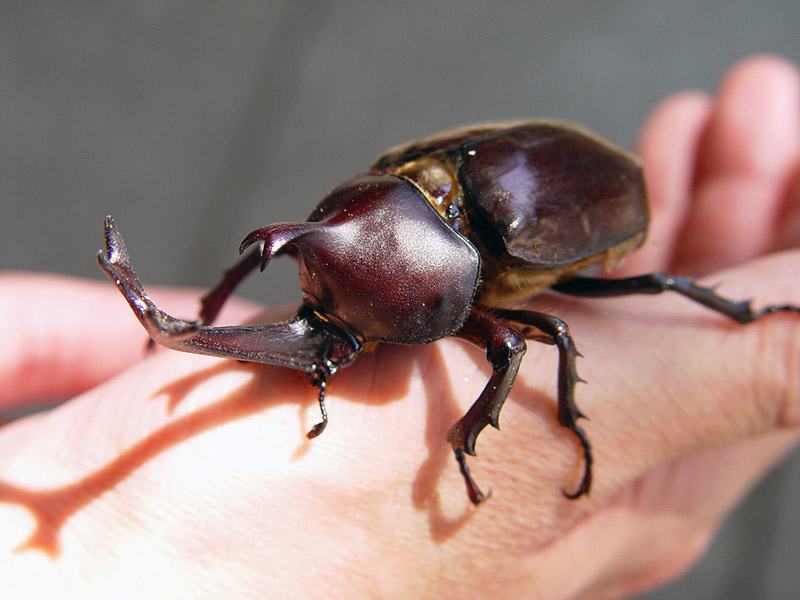 A Kabutomushi or helmet bug crawling on a person's hand
