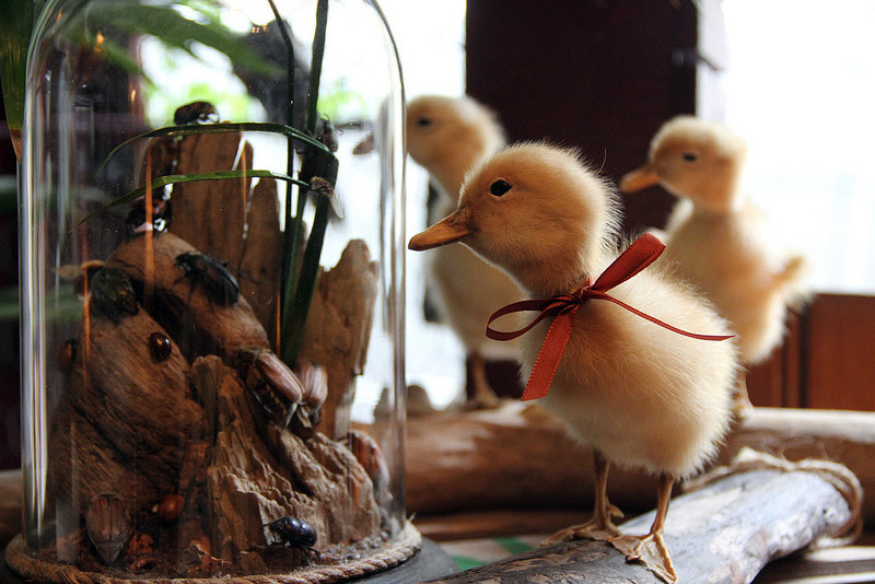 A chick looking at a dome of beetles