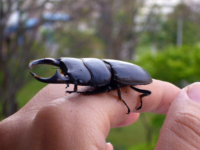 A stag beetle crawling on a person's finger