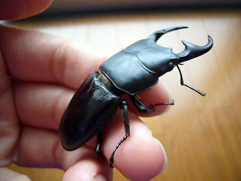 A kuwagata or stag beetle on a person's fingertips