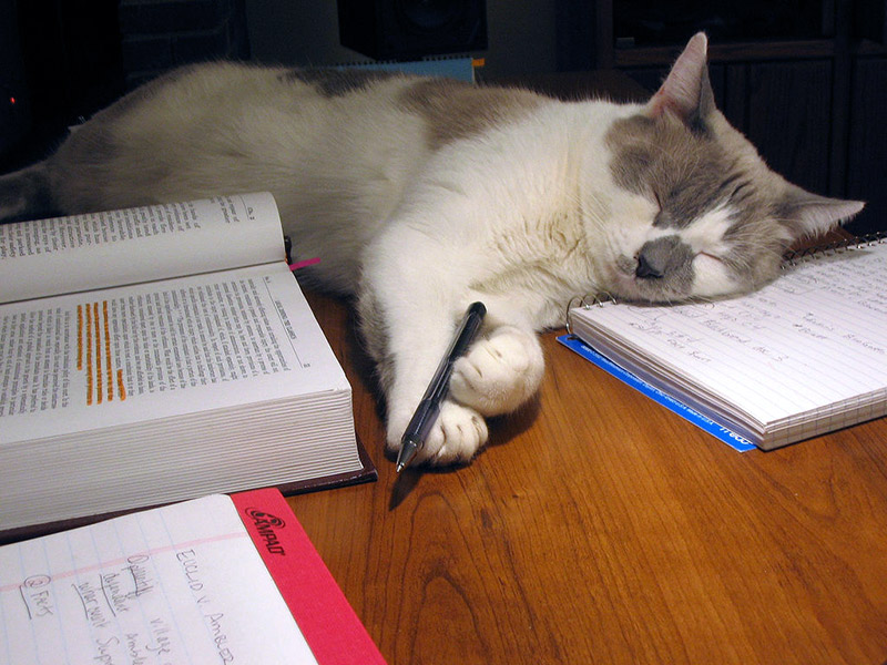 cat sleeping on desk