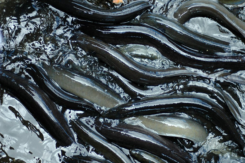 Turns Out, Eel Sauce Isn't Made With Eels