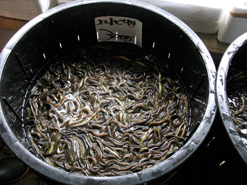 Tsujiki market Tokyo