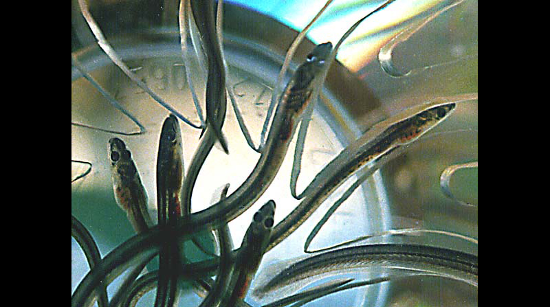 glass eels