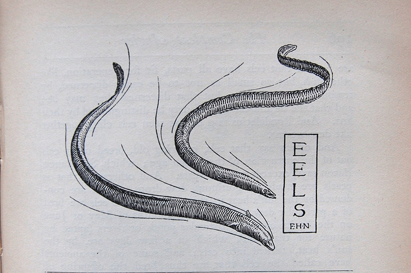 eel illustration