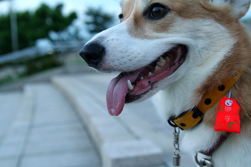 dog wearing protection charm