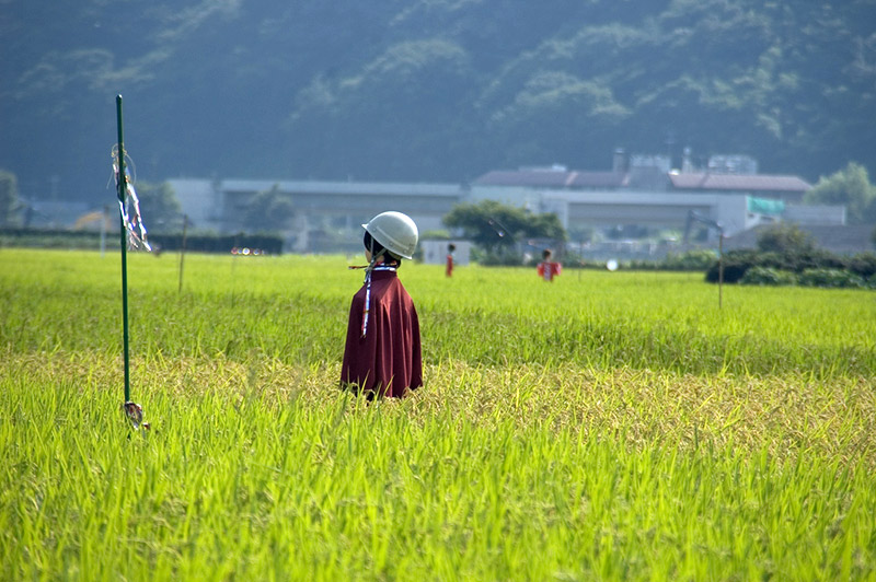 scarecrow with white helmet in field