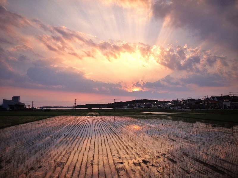 The sun setting yellow and purple over a rice paddy