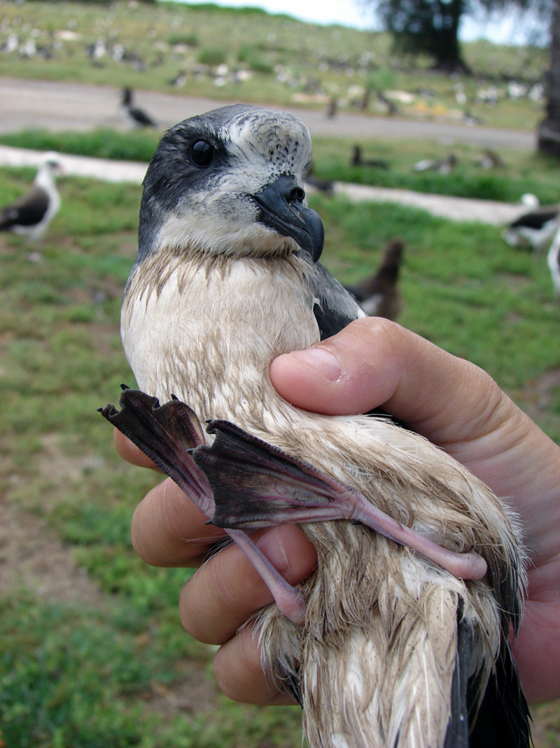 Black and white bird with webbed feet held in someone’s hand