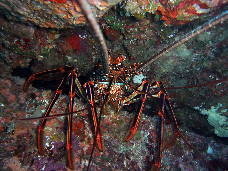 Lobster or crab with long antennae peaking out from between some rocks