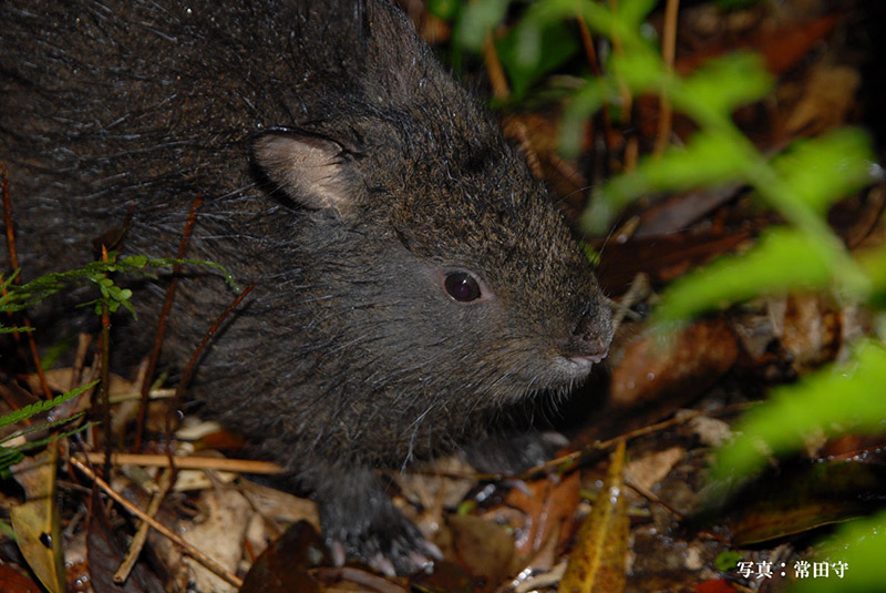 Small black rabbit with short ears