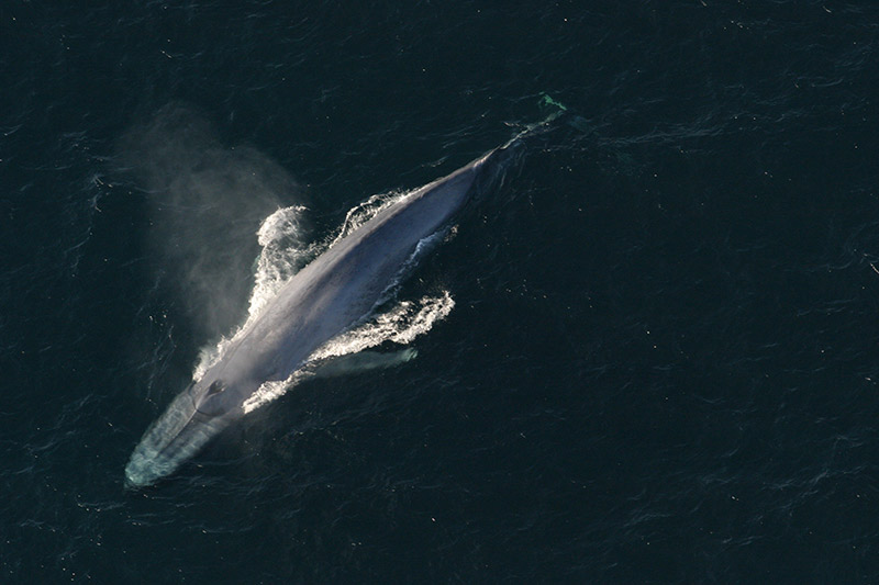 A top-down shot of a blue whale breaching