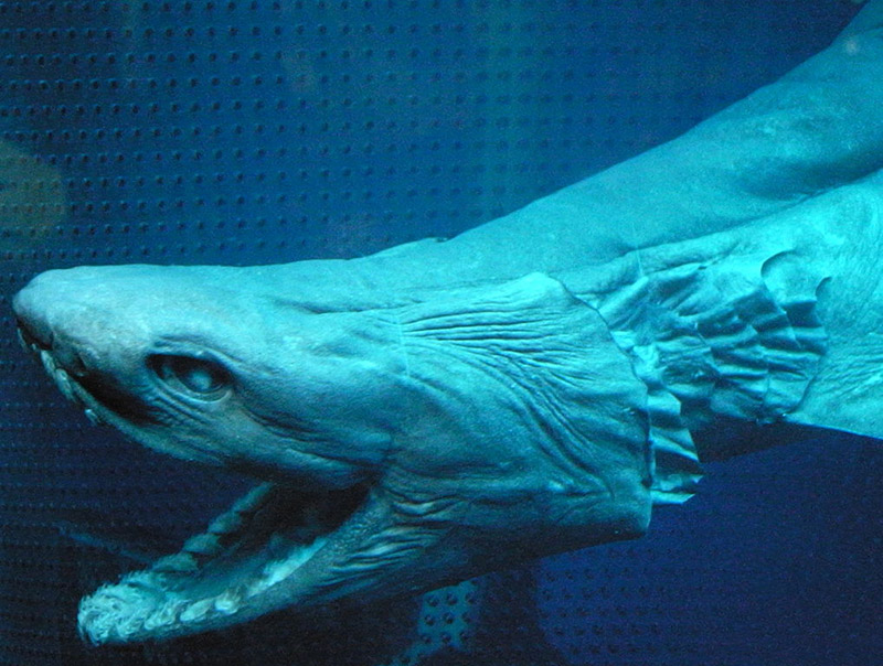 Head of a whark with frilly-looking teeth and gills
