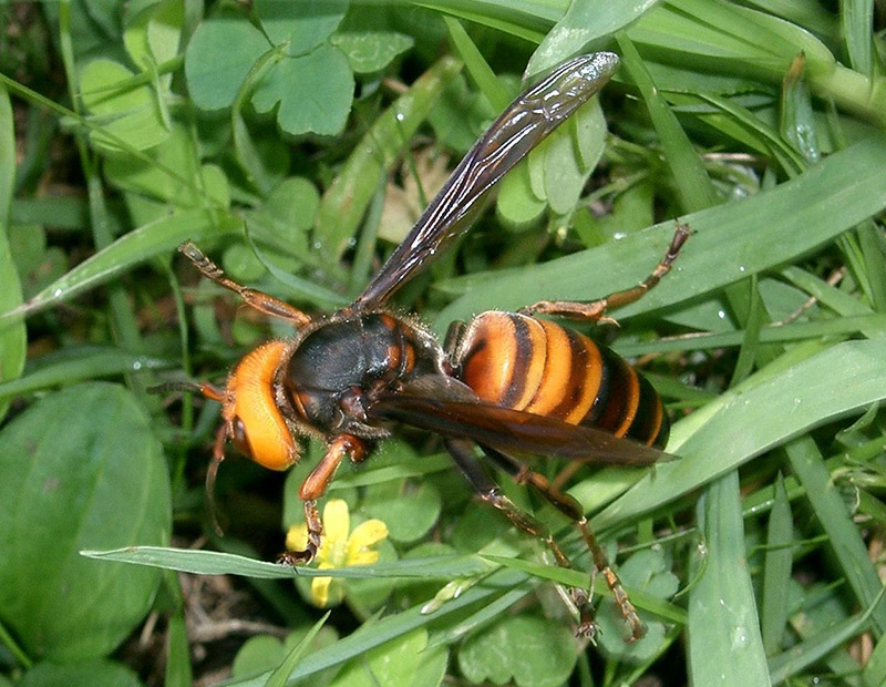 Hornet on the ground