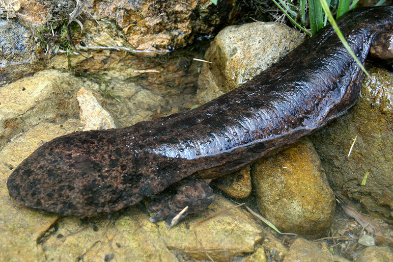 Salamander that looks to be more than a foot long