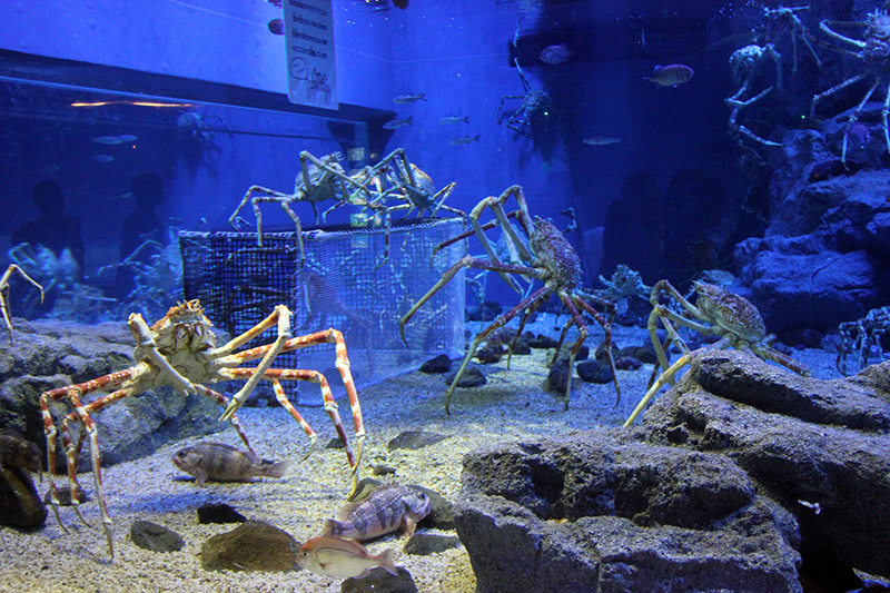 Giant crabs in an aquarium exhibit with rocks and cages