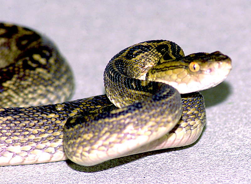 Green and black snake caught in flash