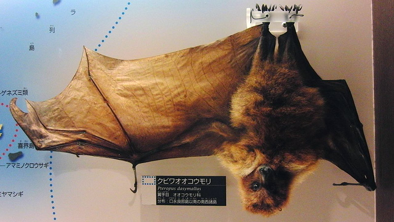 Stuffed bat in a museum, hanging upsidedown with a wing open